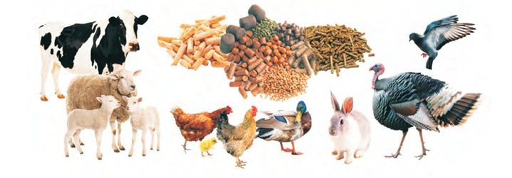 Poultry feed pellet