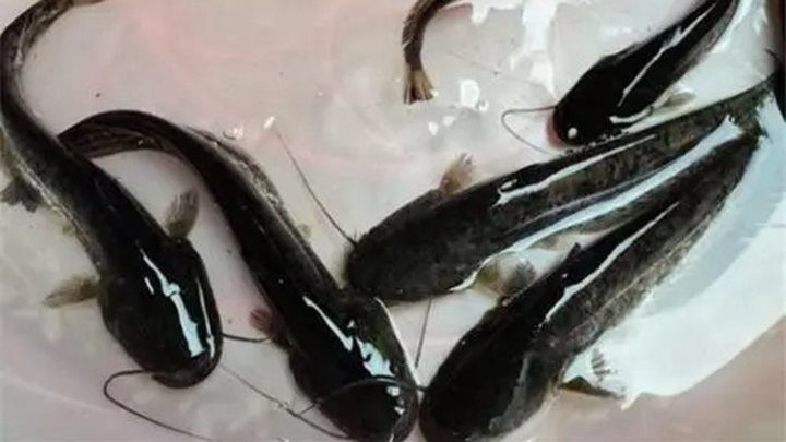 CatFishFarming (1) CatFishFarming (1)