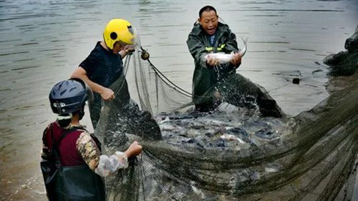 Fish ponds farming