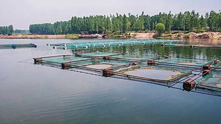 Fish ponds farming
