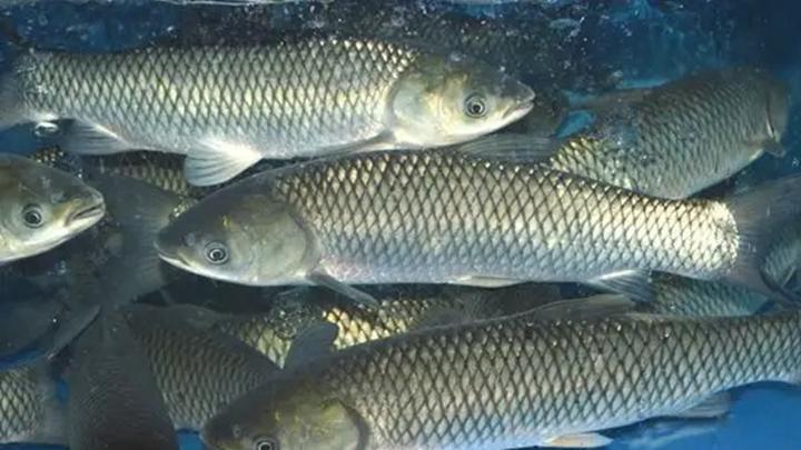 Scientific feeding of grass carp (1)