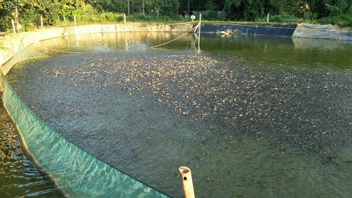 Scientific feeding of grass carp