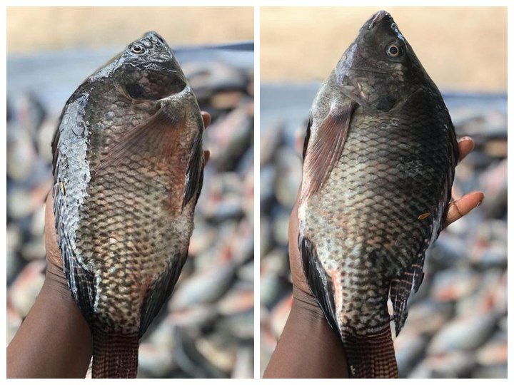 Tilapia