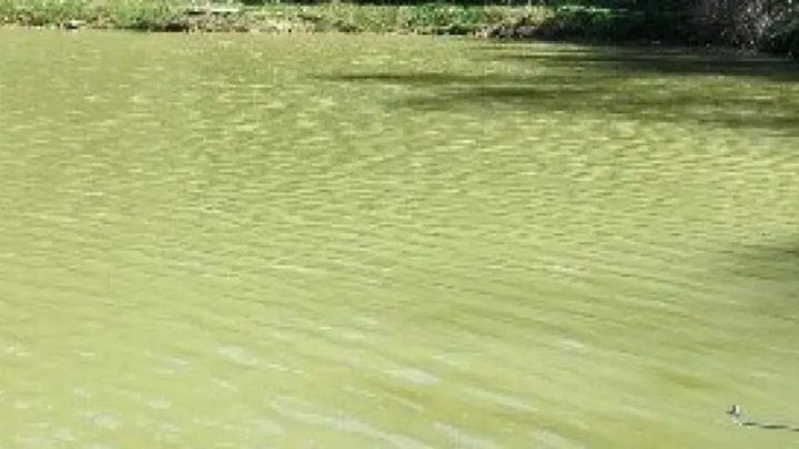 sewage in fish ponds