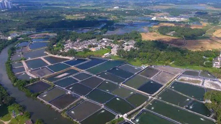 fish farming in ponds (1)