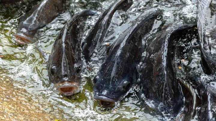 Fish farming