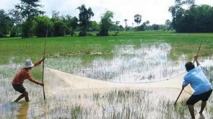 Nigeria fish farming