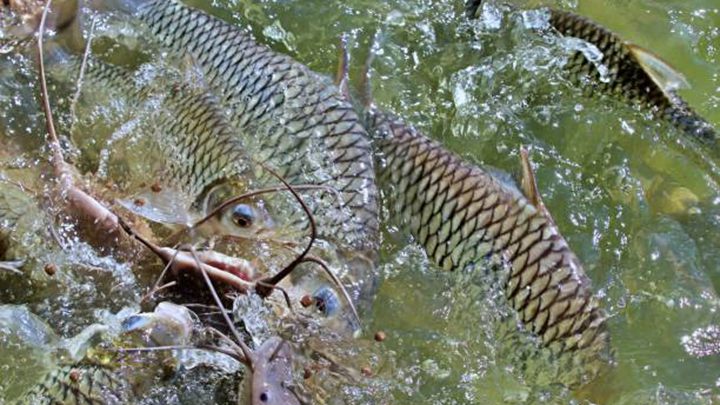 Catfish farming in Nigeria