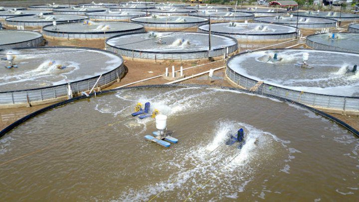 Fish farming