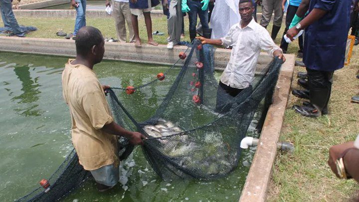 pond-farm-in-ghana