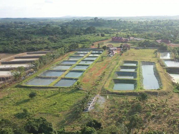 Ghana fish farm
