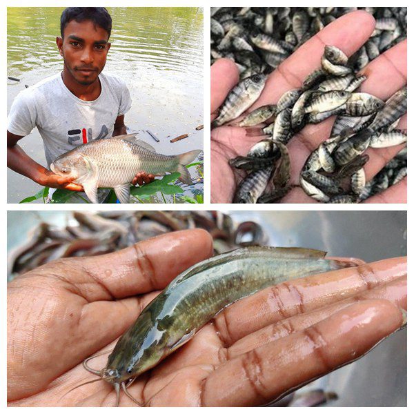 Fish farming in Nigeria