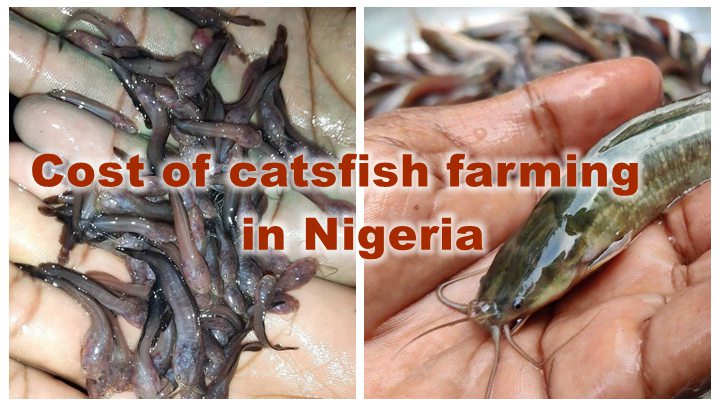 Cost of catsfish farming