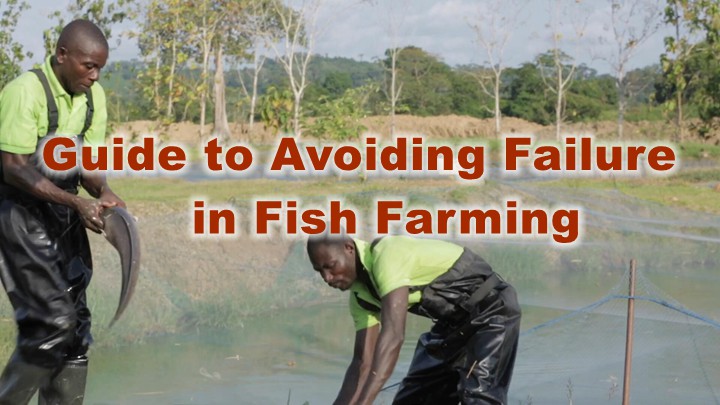 Guide to Avoiding Failure in Fish Farming