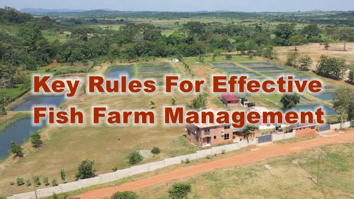 Key Rules for Effective Fish Farm Management