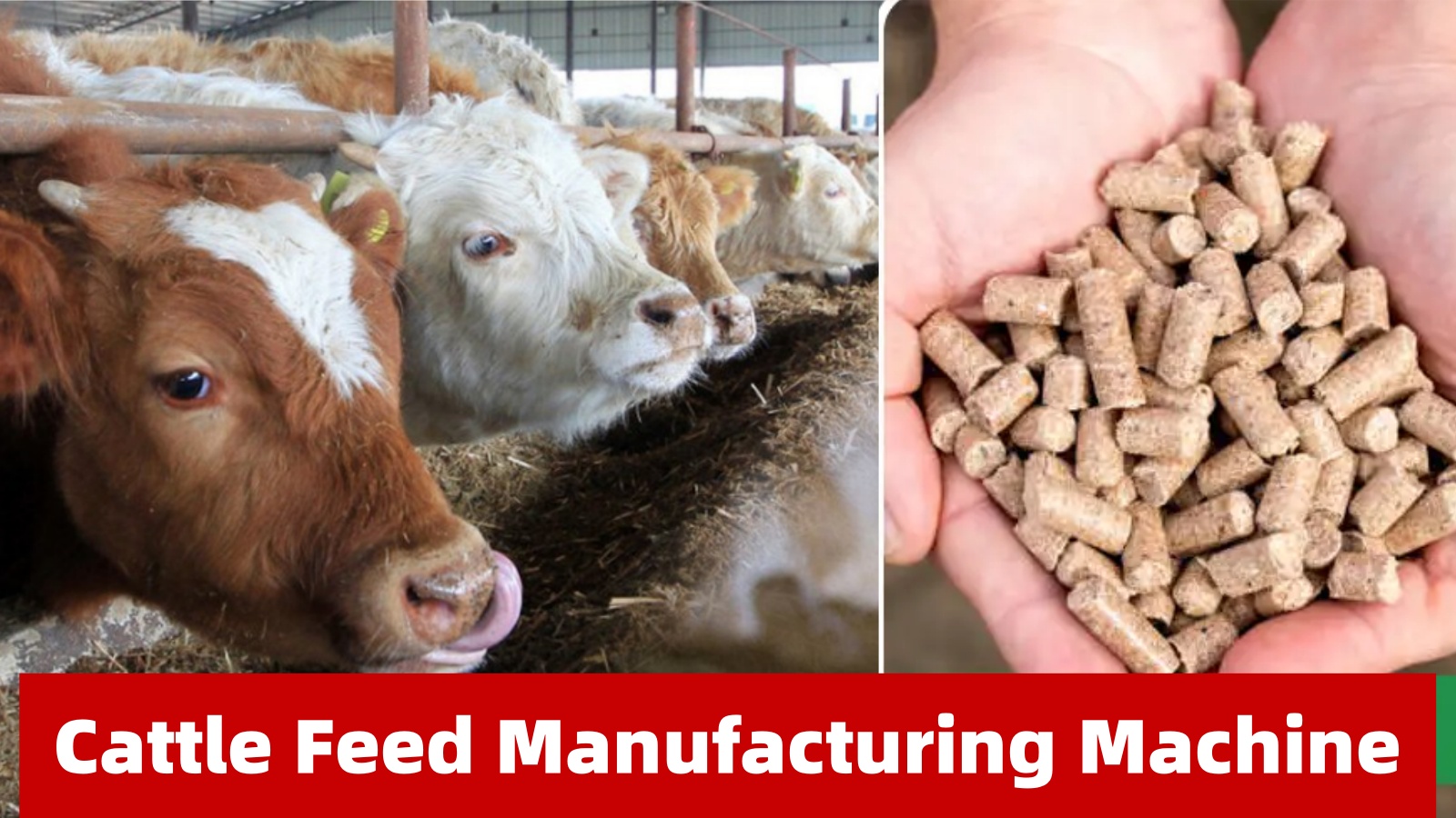 Homemade cattle feed pellets shown in hands alongside a cow eating the same pellets from a trough