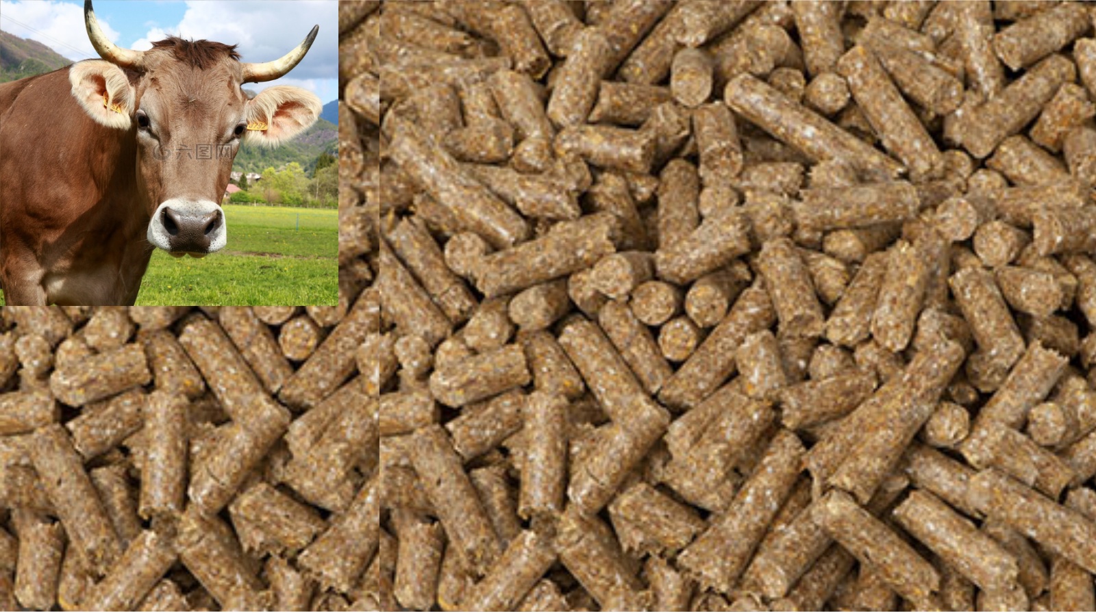 Finished cattle feed pellets ready for feeding, showing uniform cylindrical shape and brown color