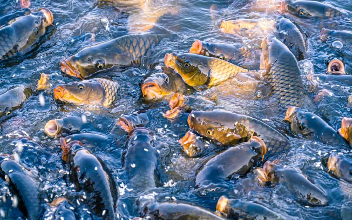Fish competing for floating feed pellets on commercial fish farm pond surface
