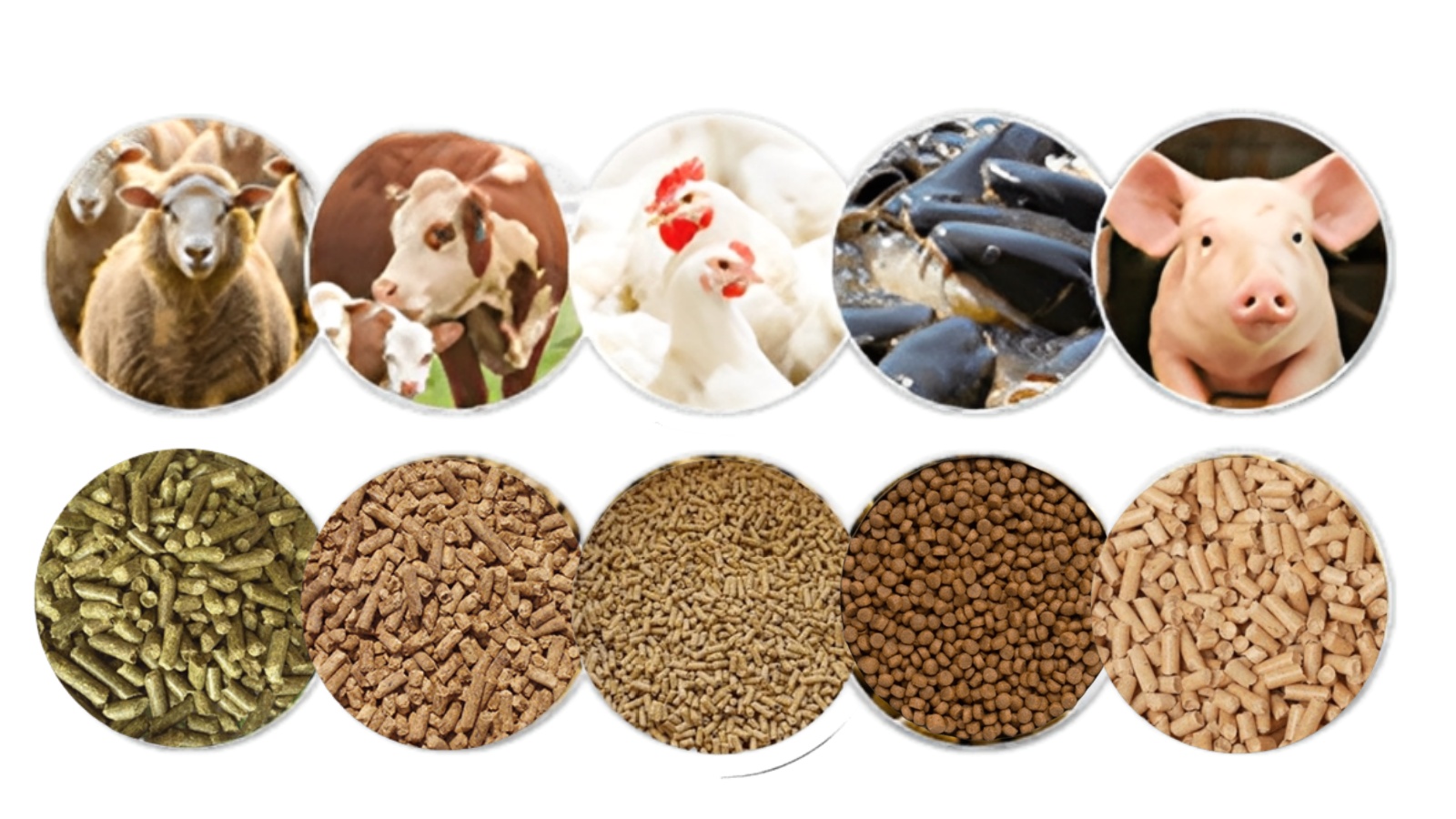 poultry feed pellet 