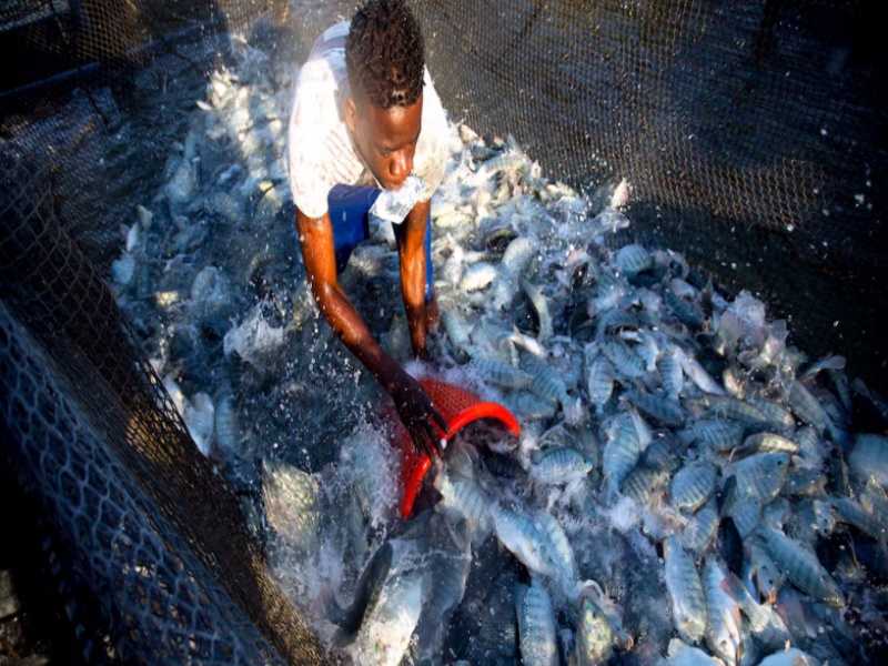 Tilapia Farm