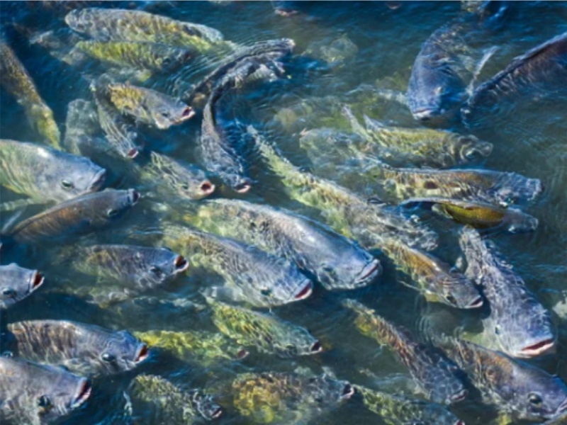 Tilapia